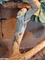 Fantasia-25-17.jpg