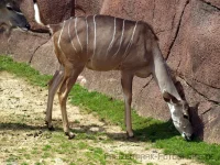 awww.freizeitpark_fotografie.de_img_Zoos__Tierparks_und_G.ae.r65faaca41678f21564707414b90e86d8.jpg