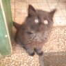 wilfried
