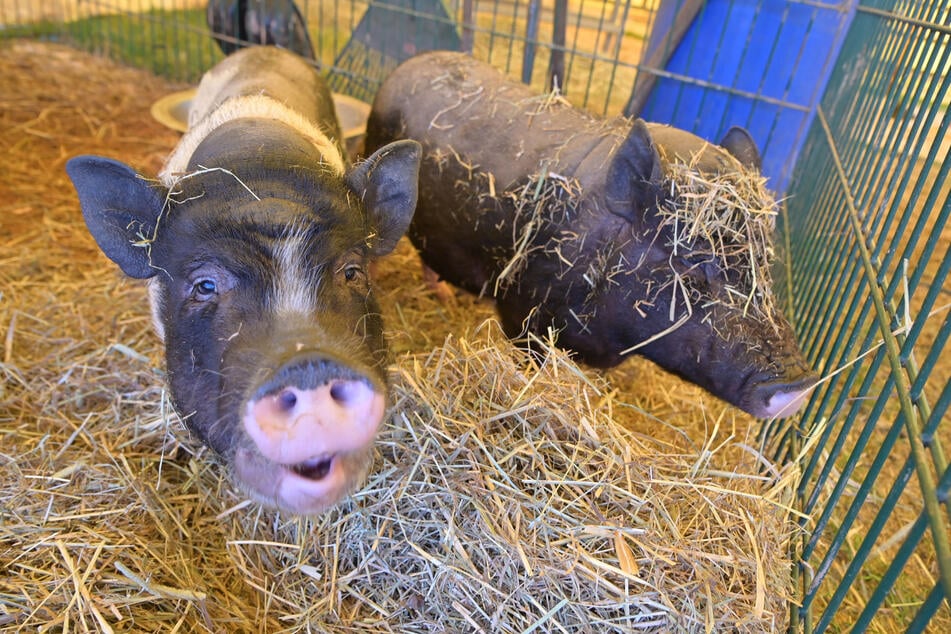 Auch die Hängebauchschweine üben sich im Home-Office, denn Auftritte im Zirkus sind verboten.